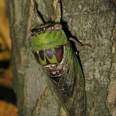 Walker's Cicada