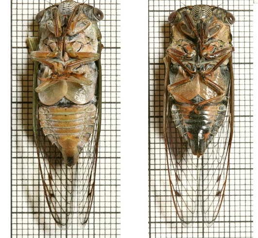 Krombholz Davisi compared