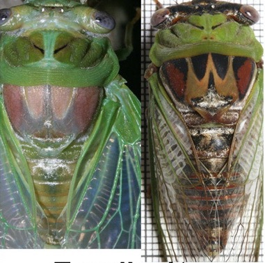 A teneral (soft) and sclerotized (hard) Megatibicen pronotalis walkeri