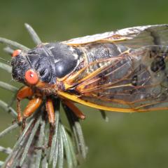 Decim Periodical Cicada or Linnaeus's 17-Year Cicada or 17-Year Cicada