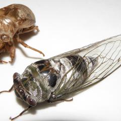 Northern Dusk Singing Cicada