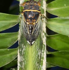 Citrus Cicada