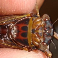 Olympic Scrub Cicada
