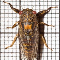 Southern Grass Cicada