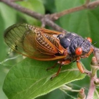 Cassini Periodical Cicada or 17-Year Cicada