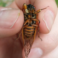 13 Periodical Cicada or 13-Year Cicada or John and David's Cicada