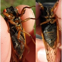 Decula Periodical Cicdada or 17-Year Cicada