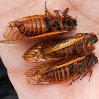 13-Year Cicada or 13-Year Decim