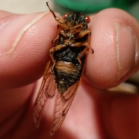 13-Year Cicada or 13-Year Decula