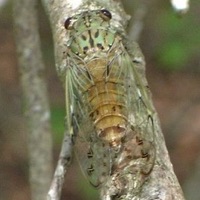Hieroglyphic Cicada