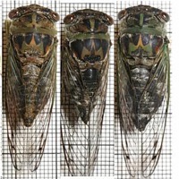 Davis' Southeastern Dog-Day Cicada