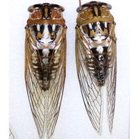 Plains Cicada