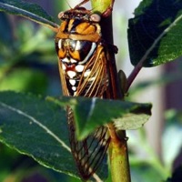 Bush Cicada or Grand Western or Giant Grassland Cicada