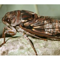 Fall Southeastern Dusk-singing Cicada 