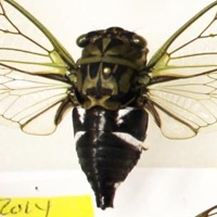 Coastal Scissor(s) Grinder Cicada
