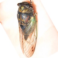 Lyric Cicada