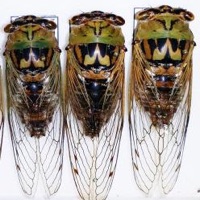 Resh Cicada