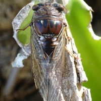 Southern Resonant/Great Pine Barrens Cicada