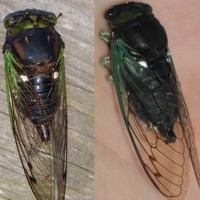 Swamp Cicada, Morning Cicada