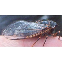Mountain Cicada