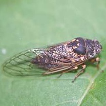 Canadian Cicada