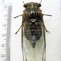 Giant Cicada