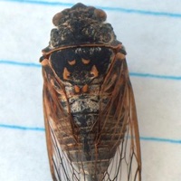Say's Cicada