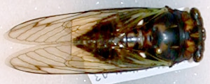 Neotibicen robinsonianus Davis, 1922 aka Robinson’s Annual Cicada or Robinson’s Cicada