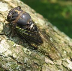 Dark Lyric Cicada