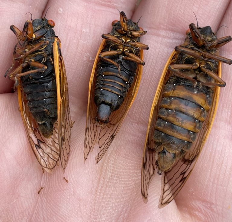 Where will 17 & 13 Year Periodical Cicada Broods emerge next (2025