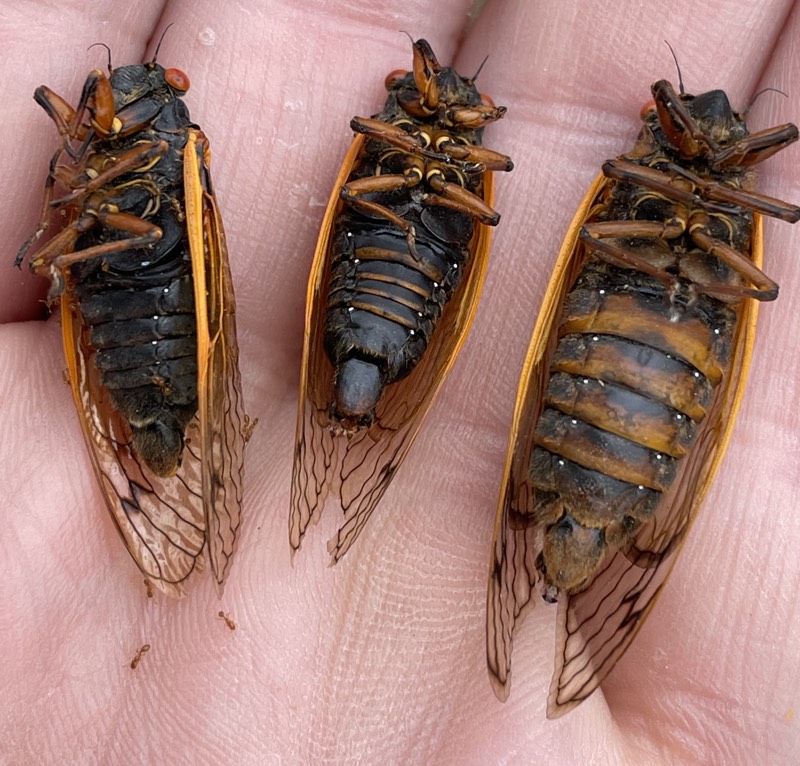 Left to right: Magicicada cassini, Magicicada septendecula, Magicicada septendecim: