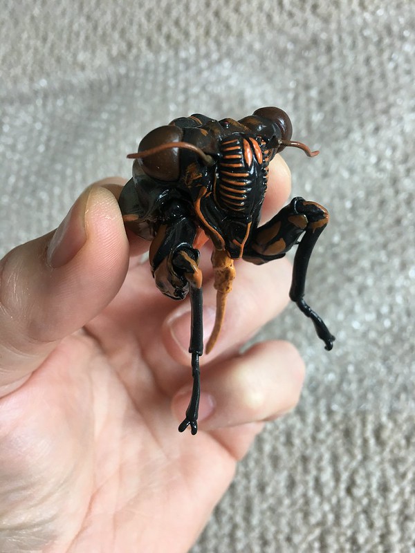 Cicada face magnet