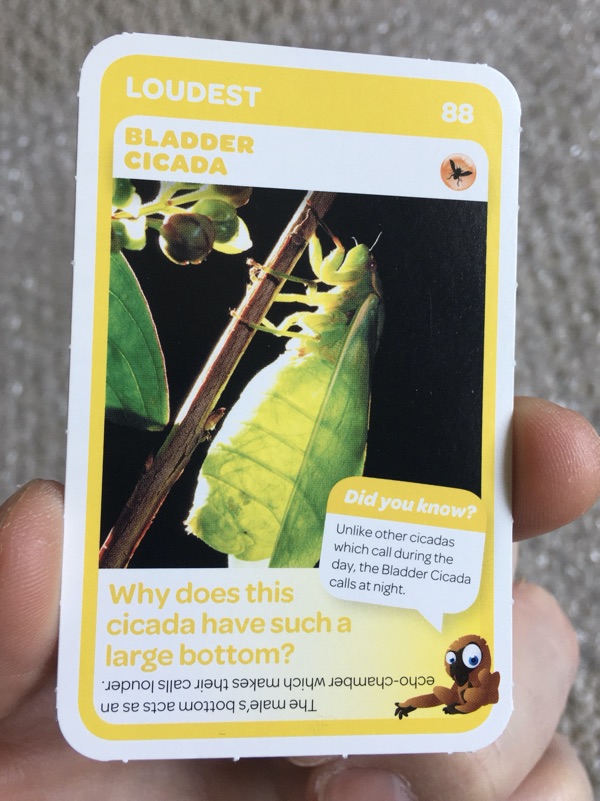 Bladder cicada trading card. Bladder cicadas are found in Australia.