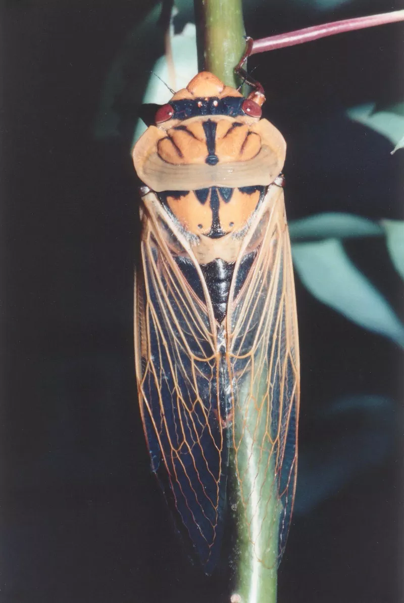 Masked Devil cicada (Cyclochila australasiae). Photo by David Emery.