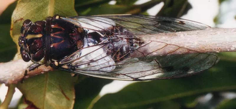 White Drummer cicada (Arunta perulata). Photo by David Emery.