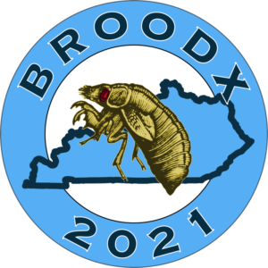 Brood X 2021 Kentucky