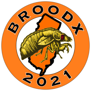 Brood X 2021 New Jersey