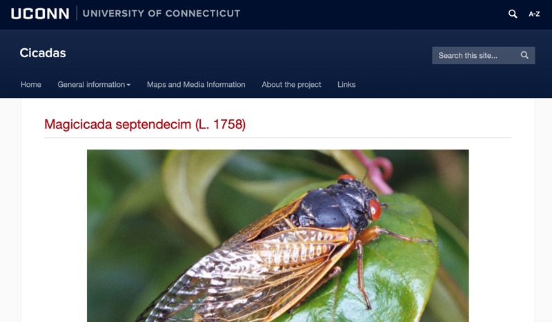 Cicadas @ UCONN