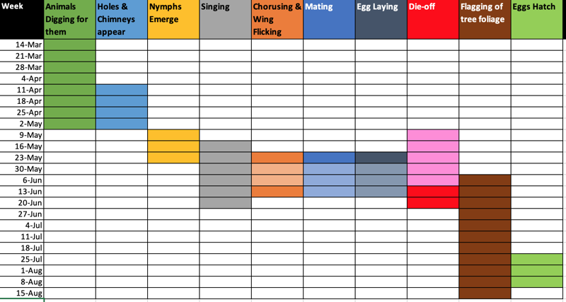 Example Emergence Timeline