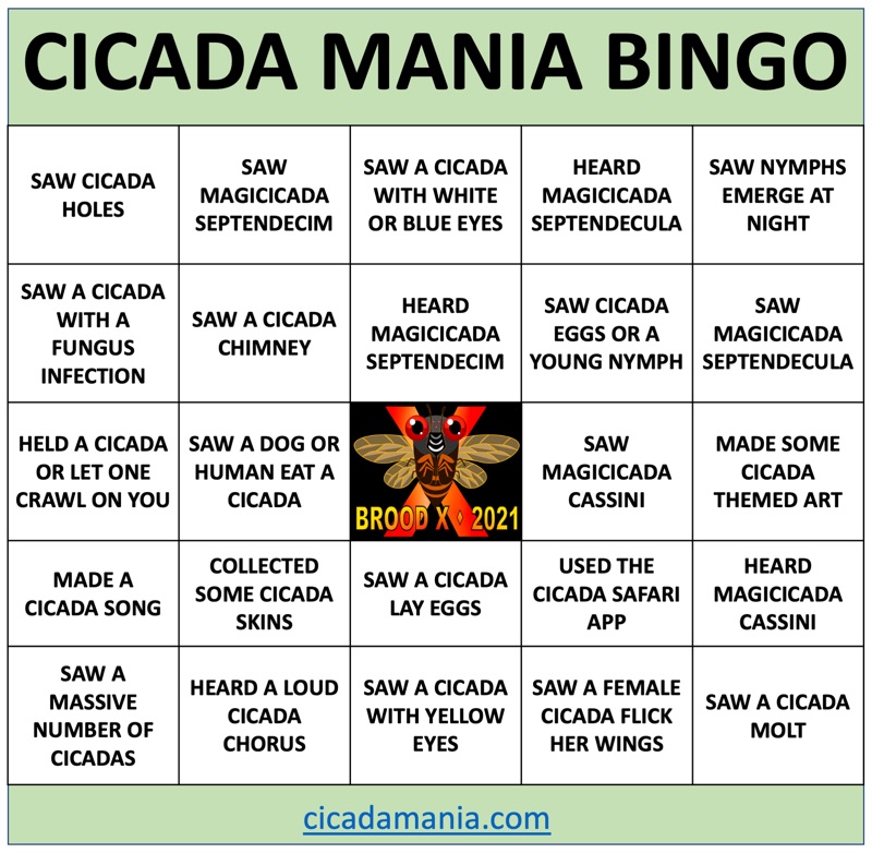 Cicada Mania