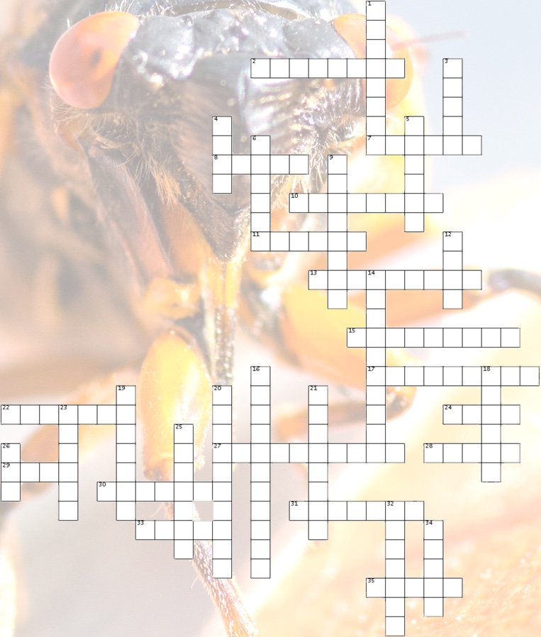 Cicada Cross Word Puzzle