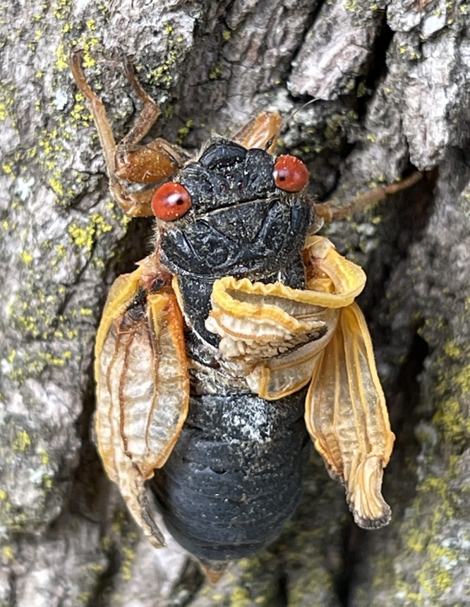 Adult with Shriveled Wings in Van Nest Park