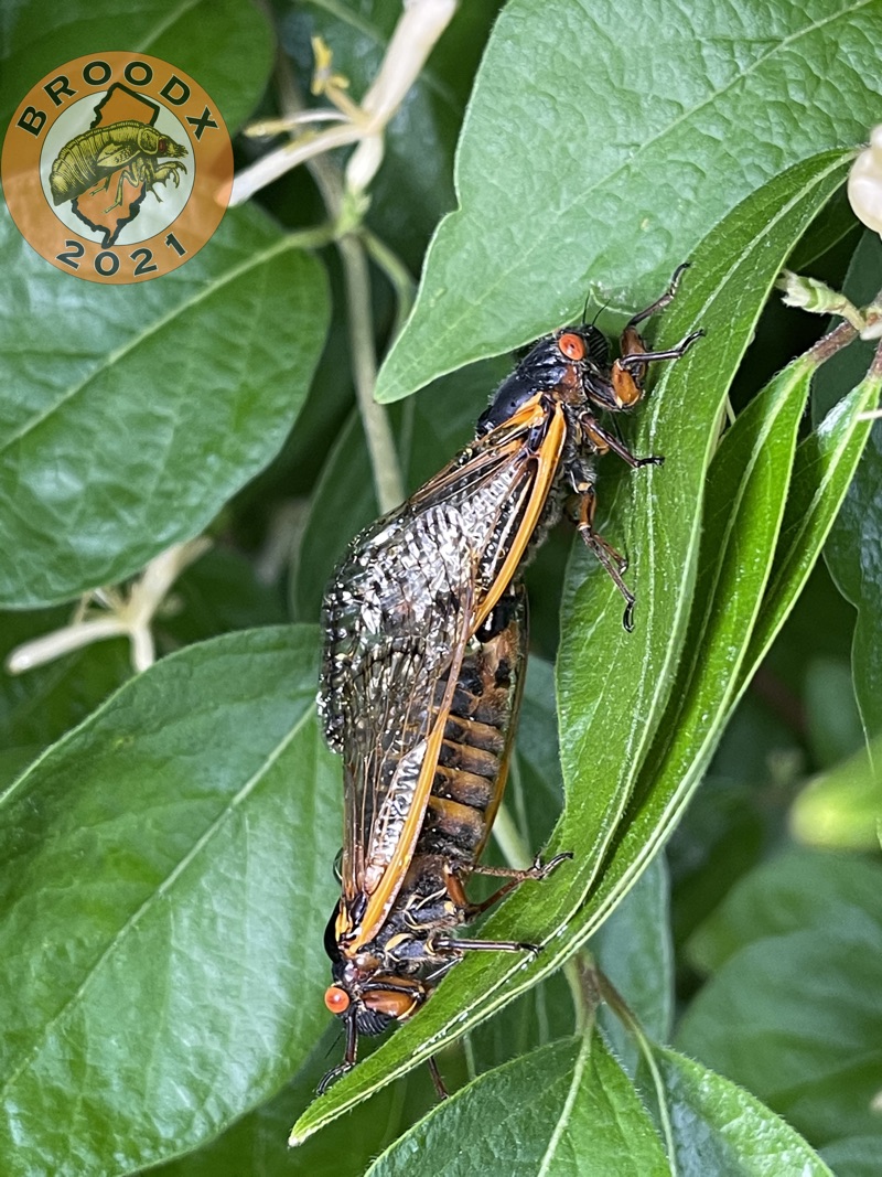 Cicadas Mating