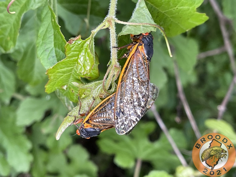 Cicadas mating