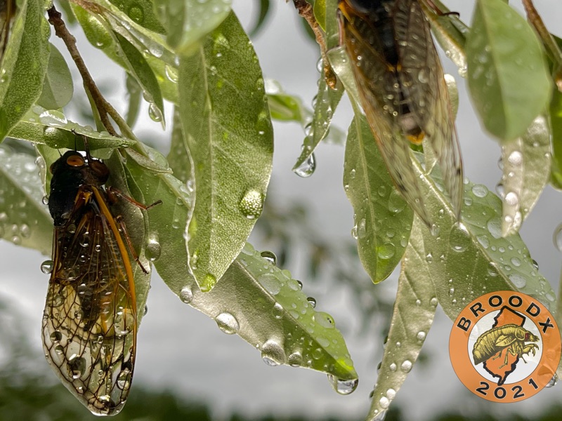 Cicadas dripping with rain