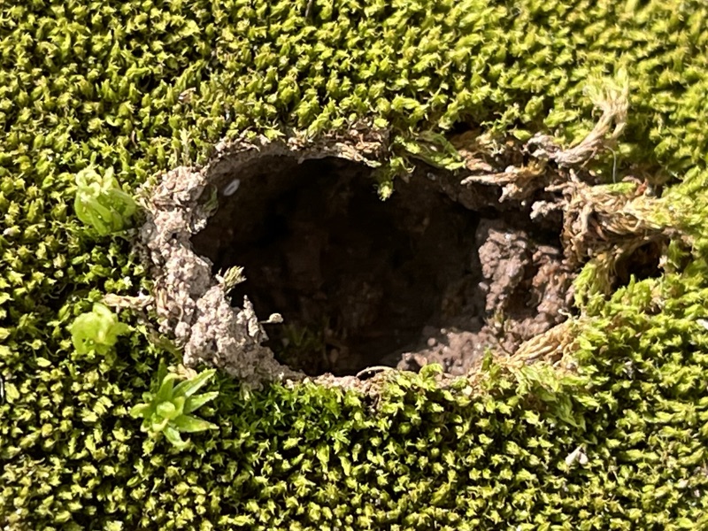 A hole in moss