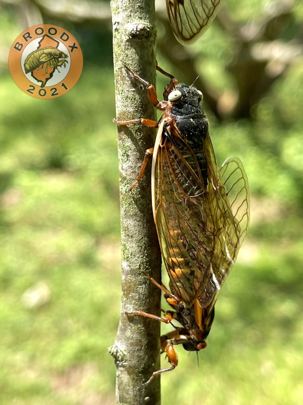 Magicicada with white eyes mating