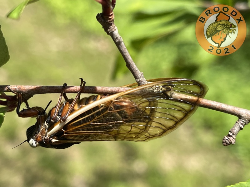 Magicicada septendecim female with white eyes