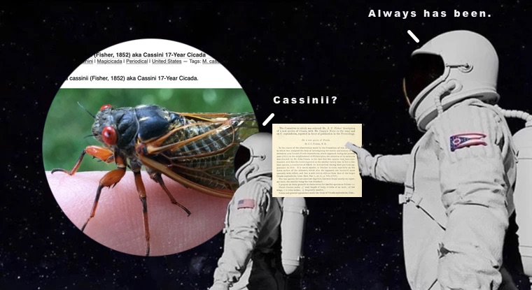 Cassini or cassinii