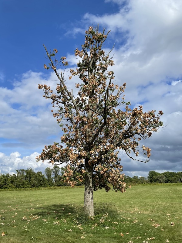 A small oak with flagging